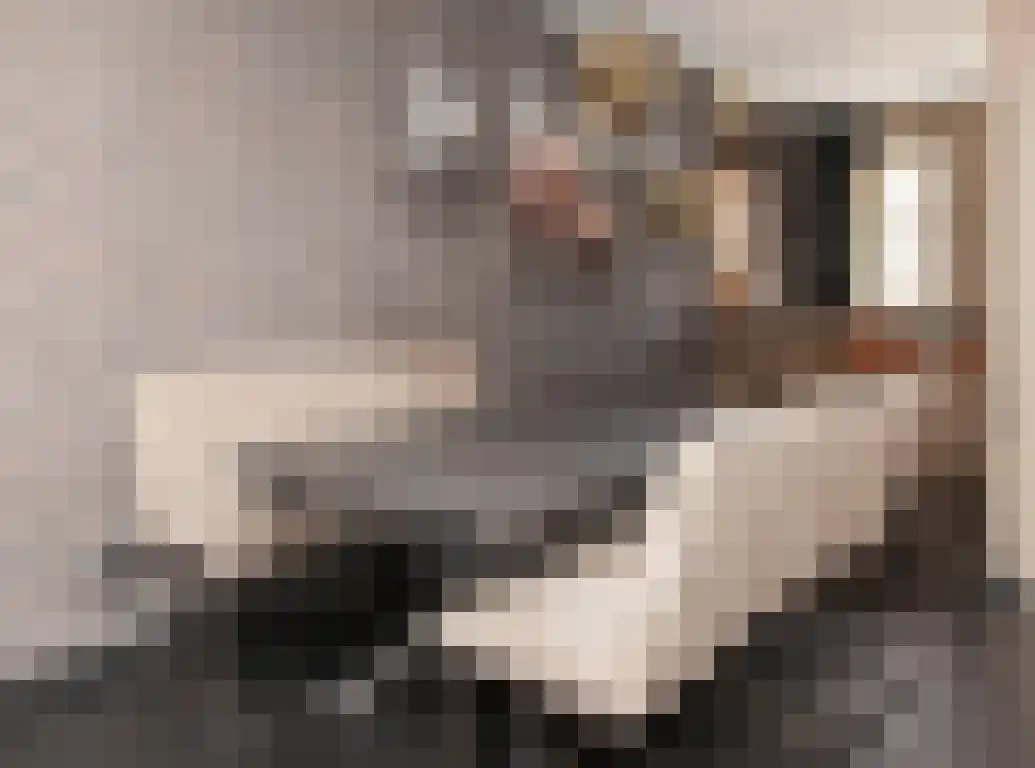 Vlaamse Gaai 1 Etten-Leur thumbnail 12