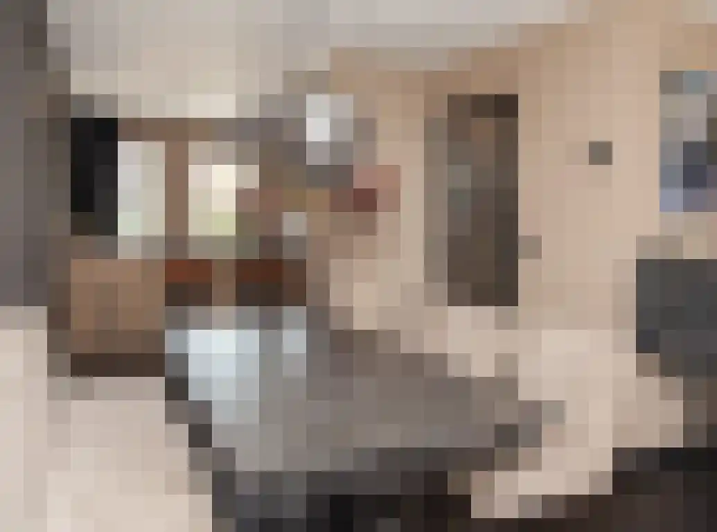 Vlaamse Gaai 1 Etten-Leur thumbnail 14