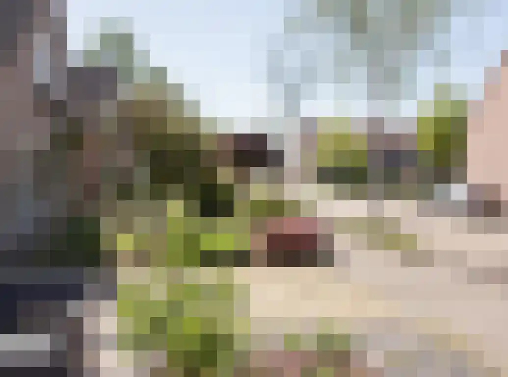 Vlaamse Gaai 1 Etten-Leur thumbnail 48