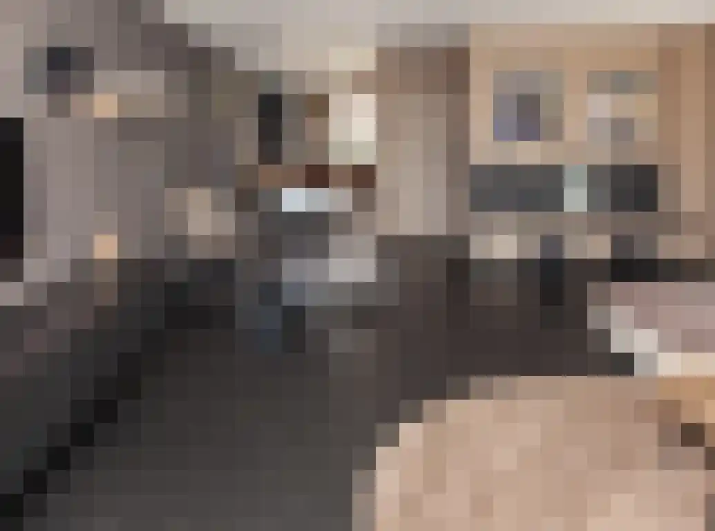 Vlaamse Gaai 1 Etten-Leur thumbnail 9