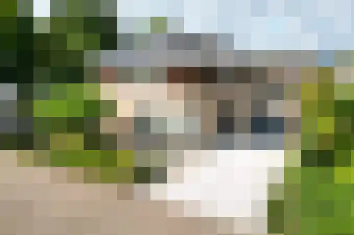Vlaamse Gaai 2 Mierlo