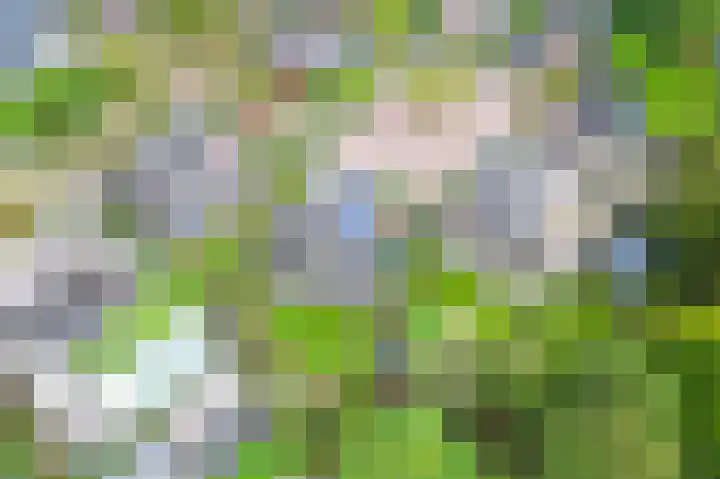 Vlaamse Gaai 2 Mierlo thumbnail 10