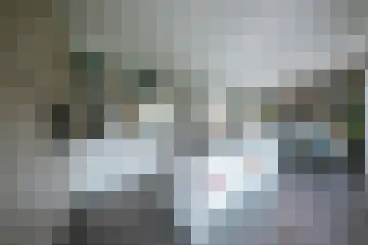 Vlaamse Gaai 2 Mierlo thumbnail 21