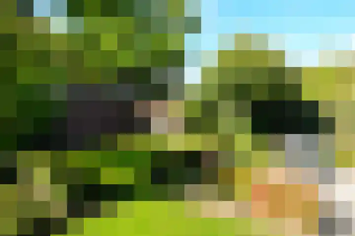 Vlaamse Gaai 2 Mierlo thumbnail 50