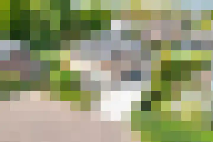 Vlaamse Gaai 2 Mierlo thumbnail 8
