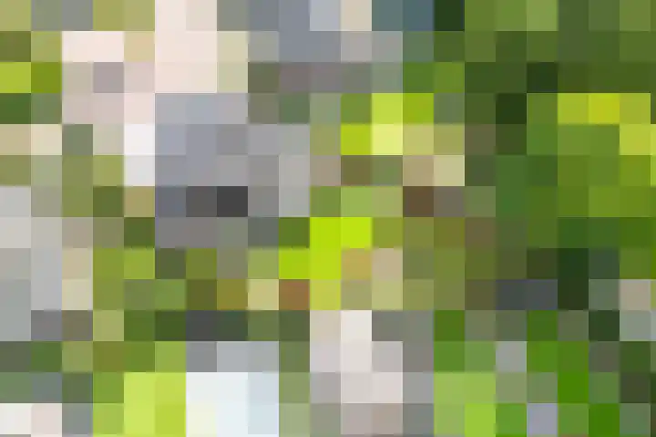 Vlaamse Gaai 2 Mierlo thumbnail 9