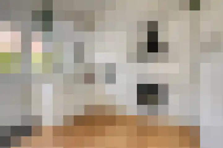 Vlaamse Gaai 3 Oostkapelle thumbnail 8