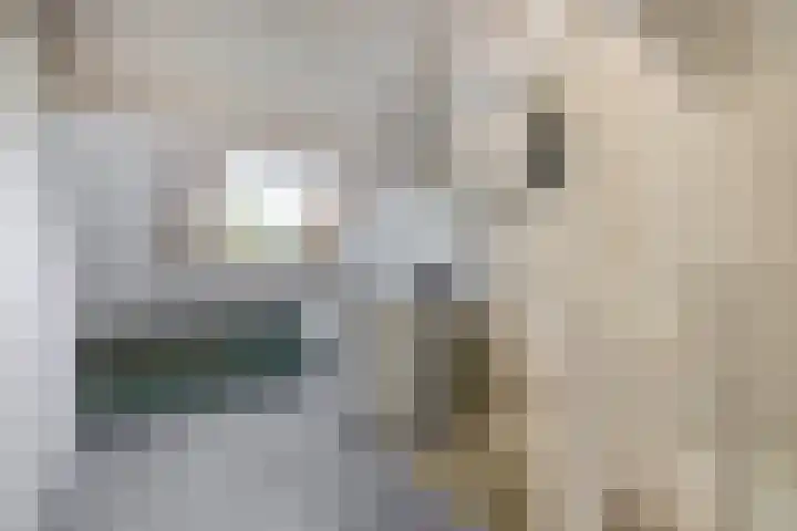 Vlaamse gaai 43 Deventer thumbnail 31