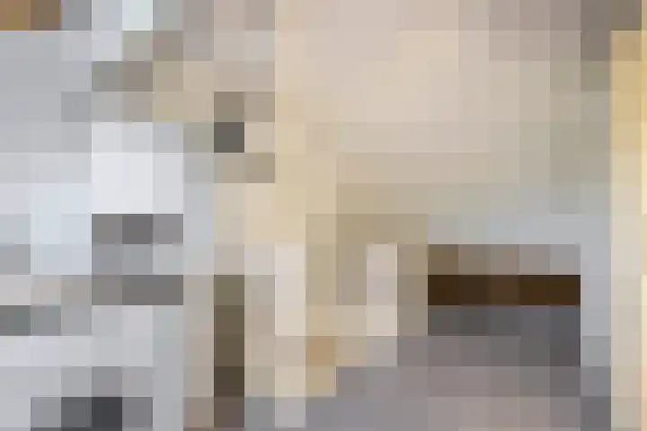 Vlaamse gaai 43 Deventer thumbnail 32