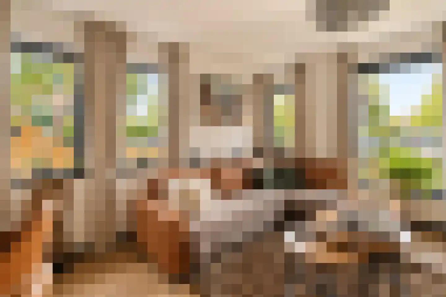 Vlaamse Gaai 7 Etten-Leur thumbnail 10