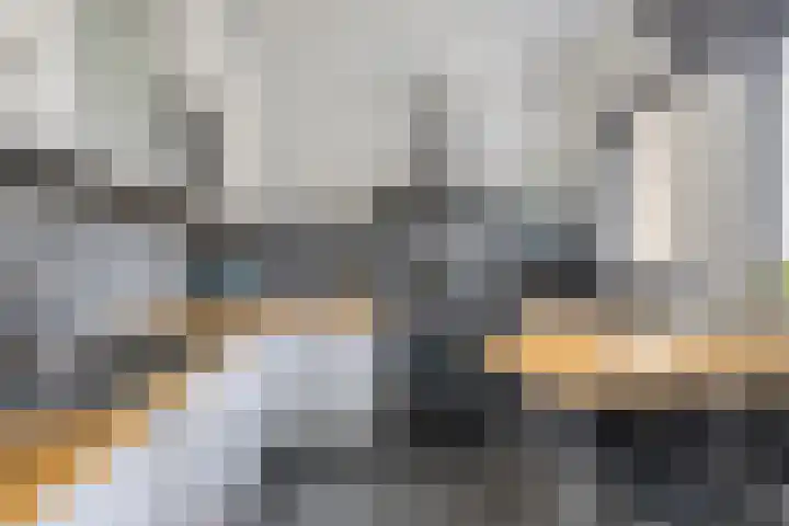 Vlaamse Gaai 7 Etten-Leur thumbnail 13