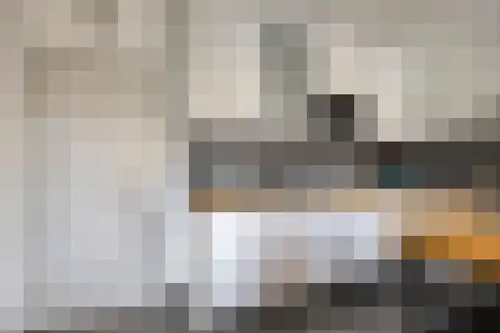 Vlaamse Gaai 7 Etten-Leur thumbnail 15
