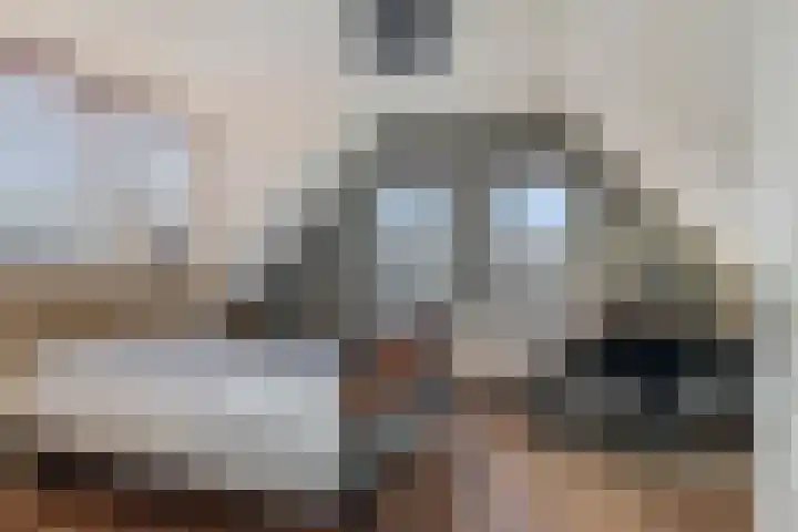 Vlaamse Gaai 7 Etten-Leur thumbnail 20