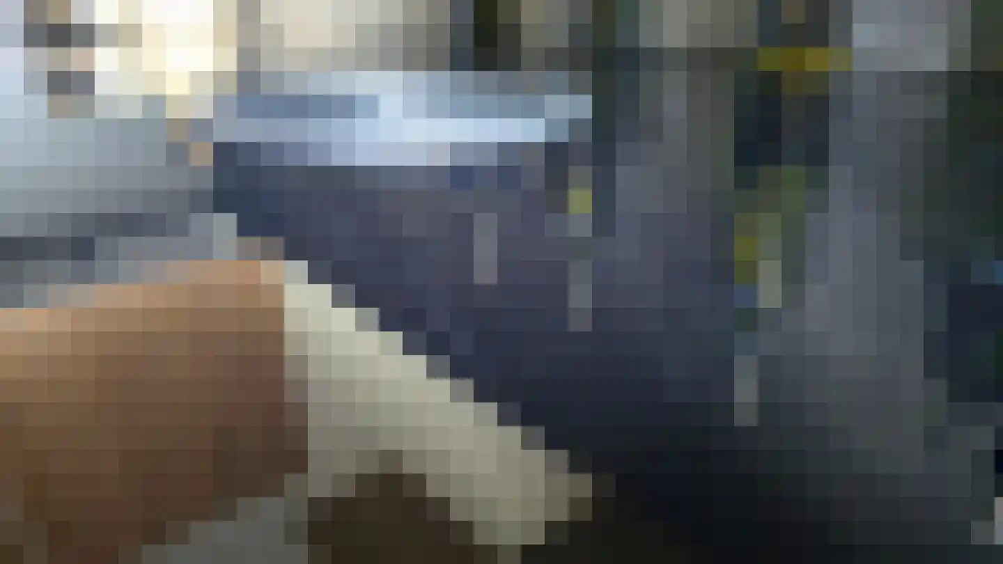 Vlaamse Gaai 7 Etten-Leur thumbnail 21