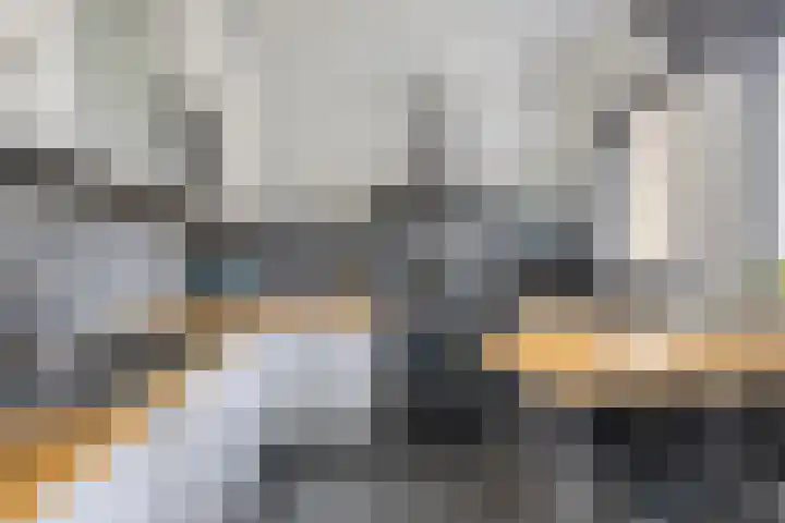 Vlaamse Gaai 7 Etten-Leur foto 3
