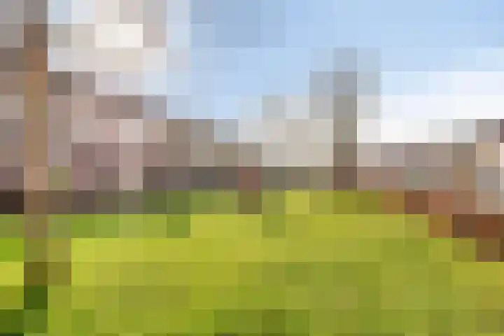 Vlaamse Gaai 7 Etten-Leur thumbnail 35