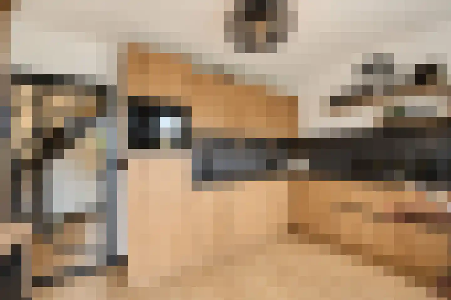 Vlaamse Gaai 7 Etten-Leur thumbnail 4