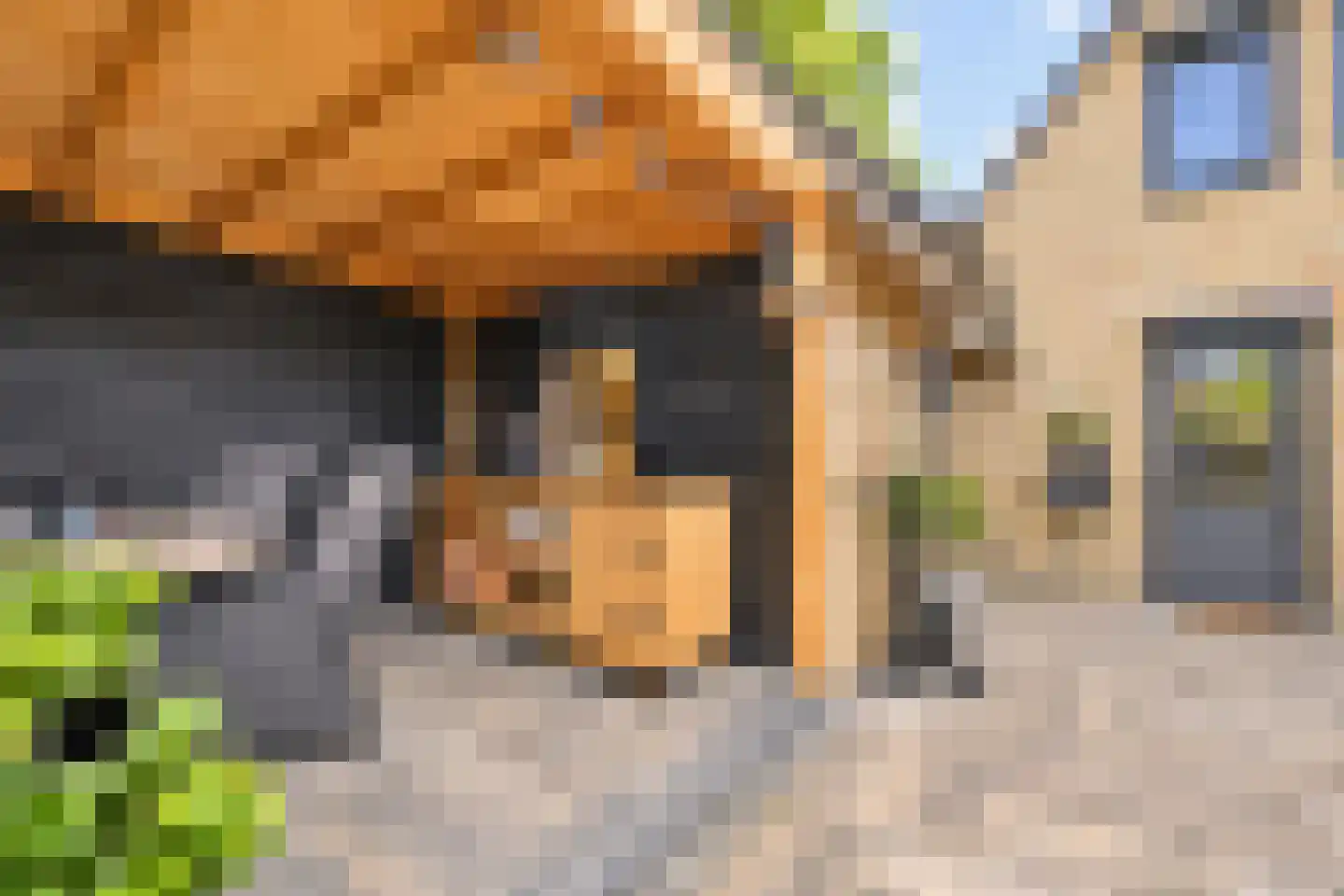 Vlaamse Gaai 7 Etten-Leur thumbnail 40