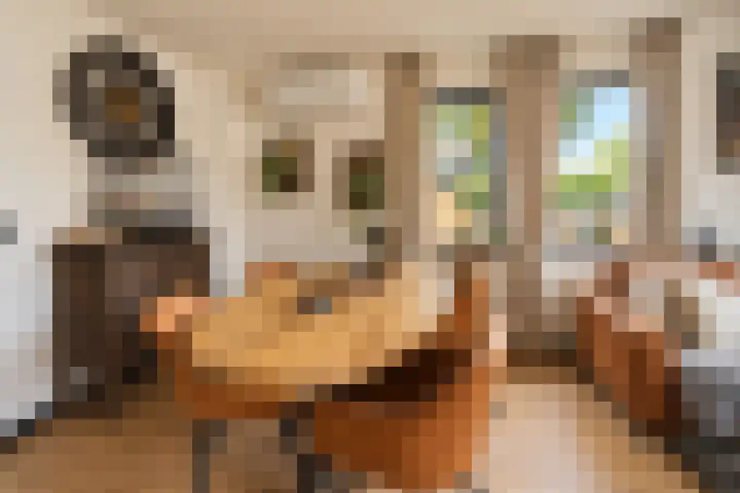 Vlaamse Gaai 7 Etten-Leur thumbnail 8