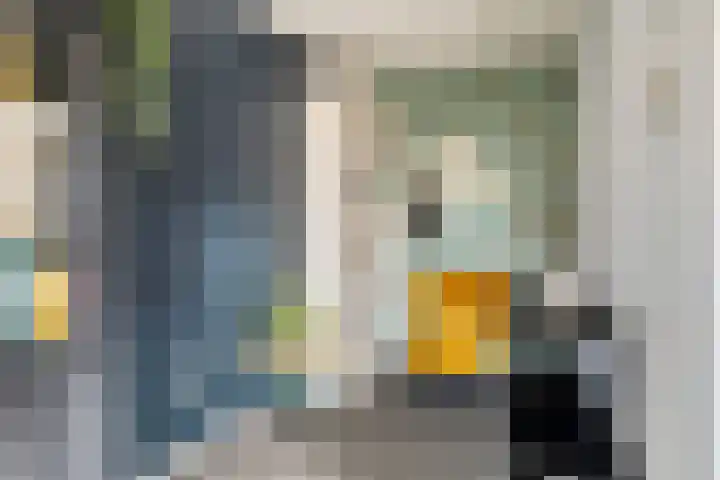 Vlaamse Gaai 7 Etten-Leur thumbnail 8