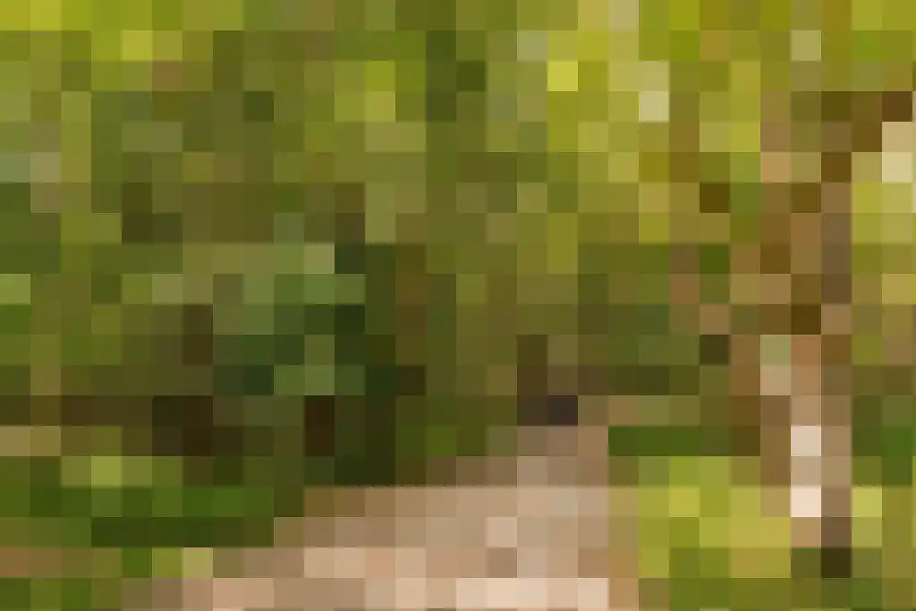 Vlaamse Gaai 7 Oostkapelle thumbnail 46