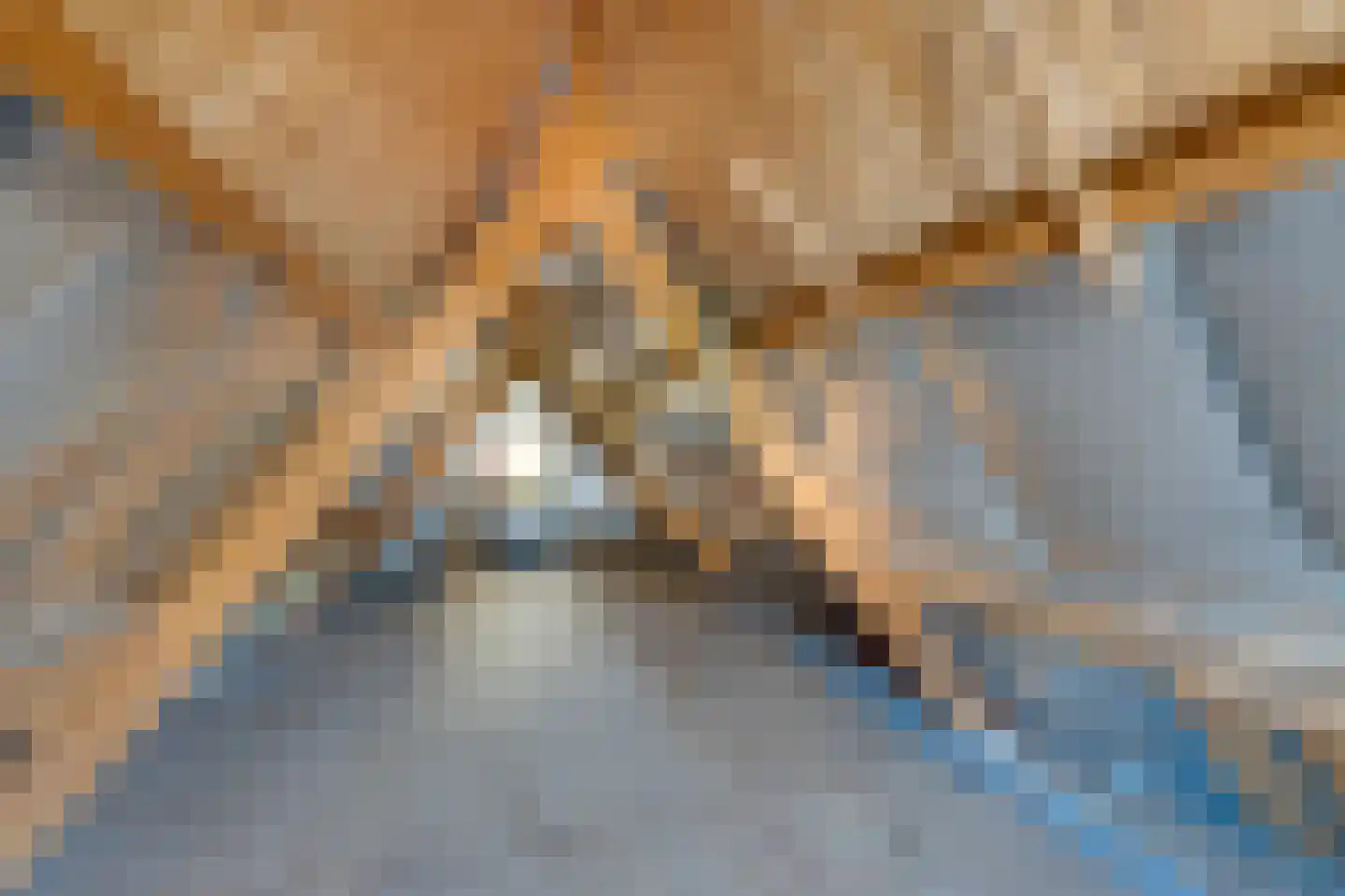 Vlaander 2 De Rijp thumbnail 39