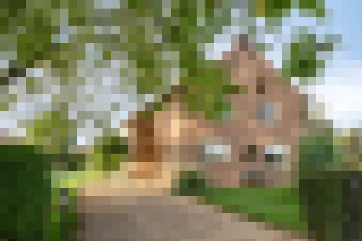 Vlaas 11 Neer foto 2