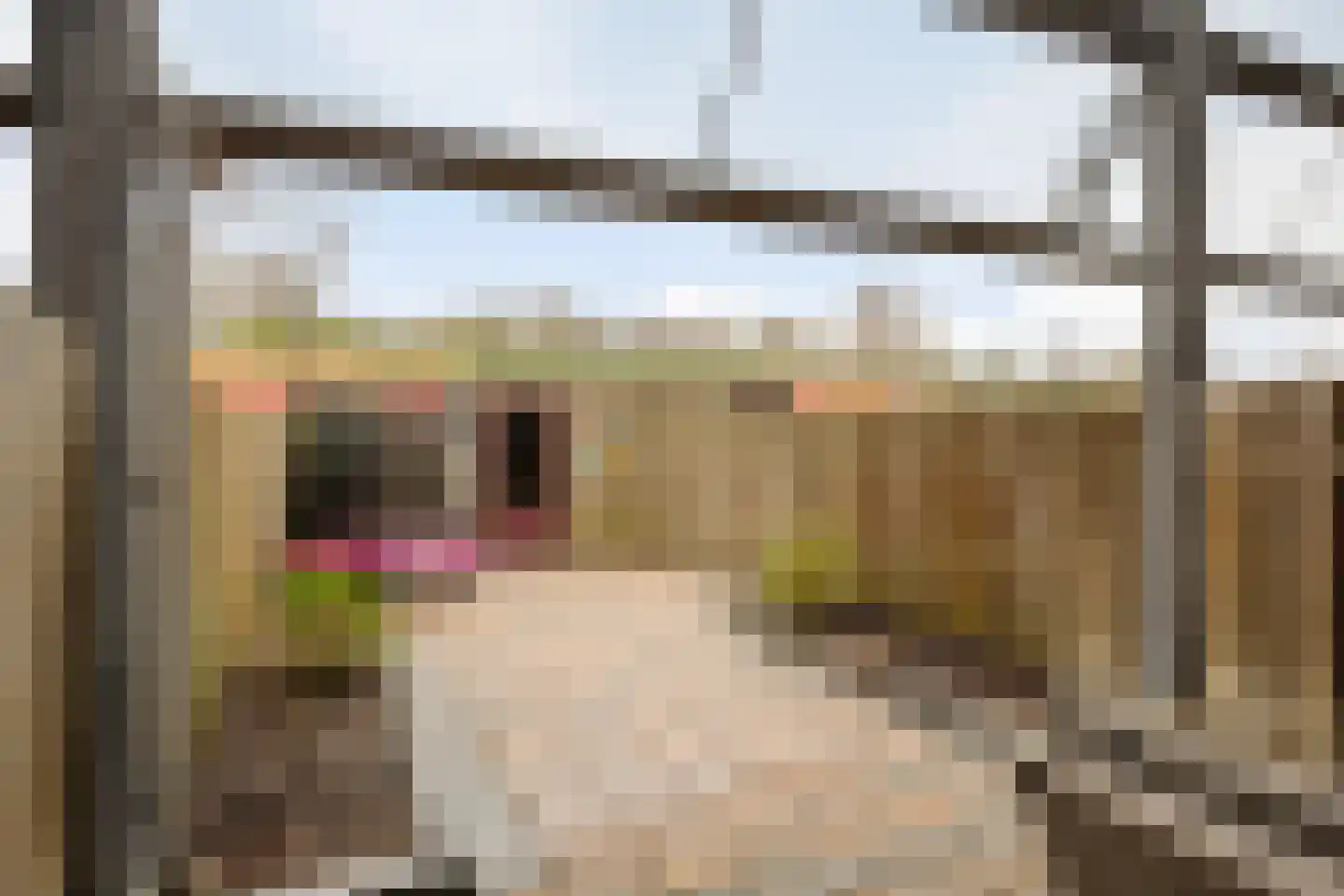 Vlaemsche Hoeve 138 Vlijmen thumbnail 4