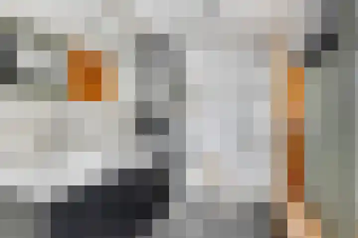 Vlamoven 91 Delfzijl thumbnail 53