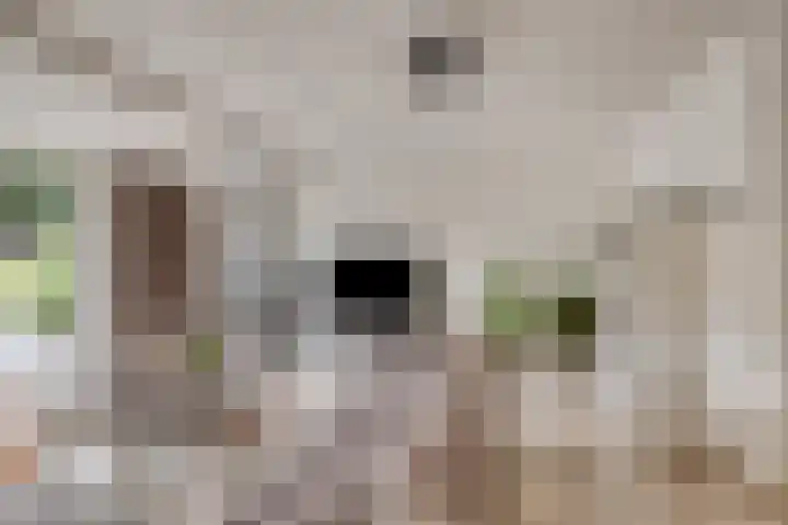 Vlas 5 Ruurlo thumbnail 18