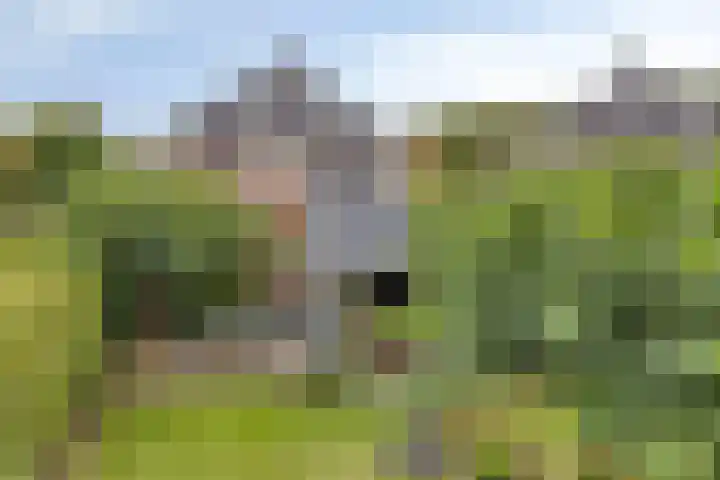 Vlas 5 Ruurlo thumbnail 49