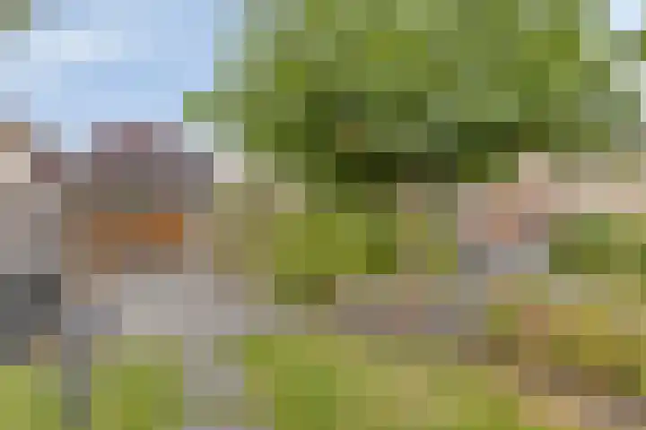 Vlas 5 Ruurlo thumbnail 54