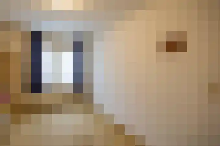 Vlasakker 10 Oostrum thumbnail 19