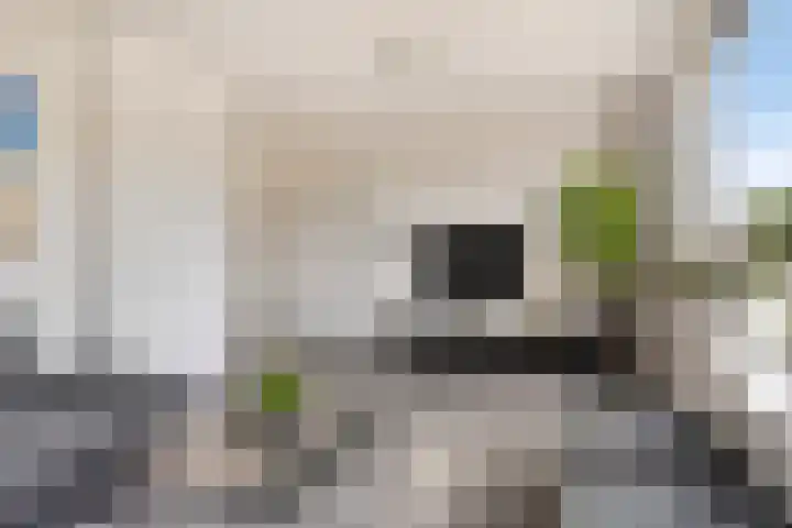 Vlasakker 28 Heino thumbnail 11