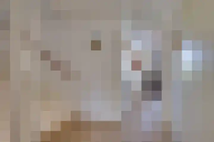 Vlasakkers 12 Heerjansdam thumbnail 17