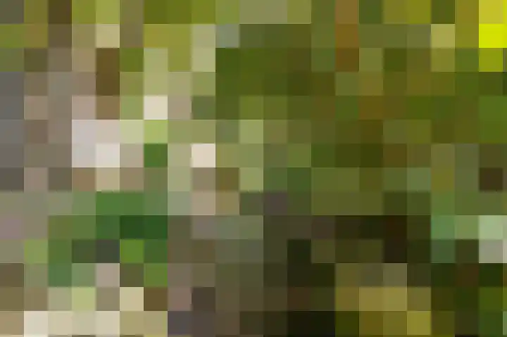 Vlasakkers 12 Heerjansdam thumbnail 42