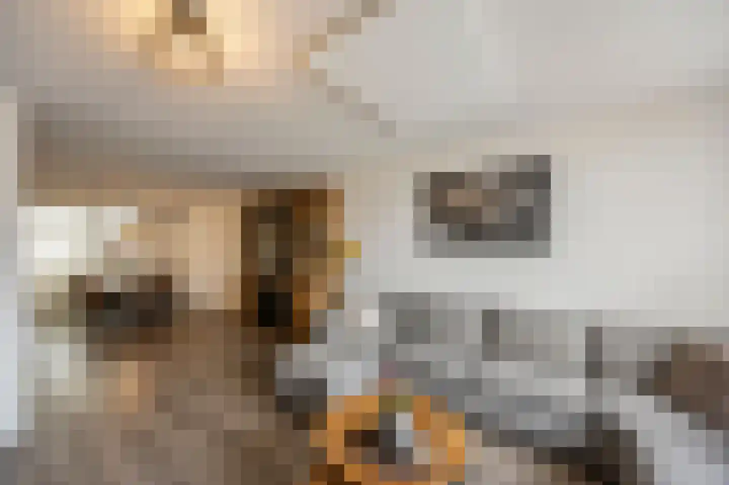 Vlasbree 22 Montfort thumbnail 11