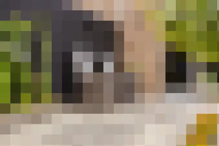 Vlaserf 8 Hoef en Haag thumbnail 19