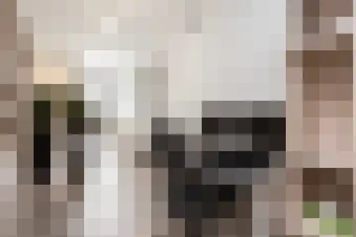 Vlaserf 8 Hoef en Haag thumbnail 22