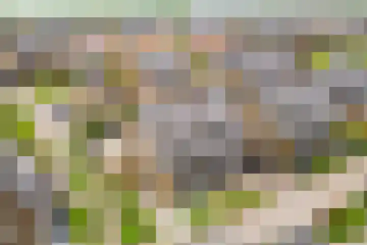 Vlaserf 8 Hoef en Haag thumbnail 56