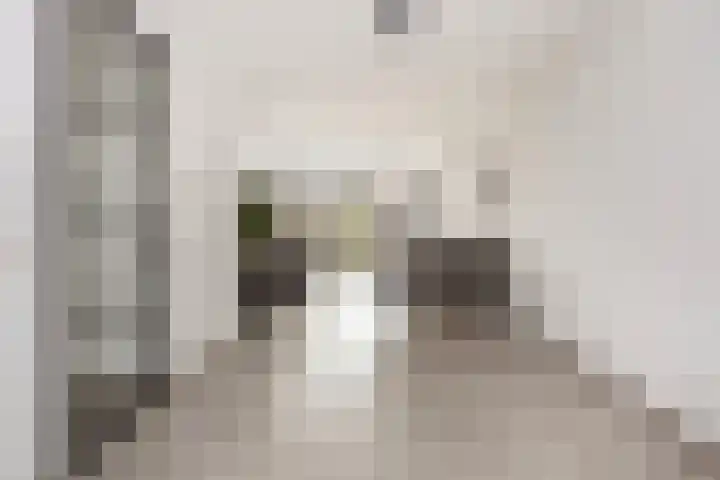 Vlaserf 8 Hoef en Haag thumbnail 7