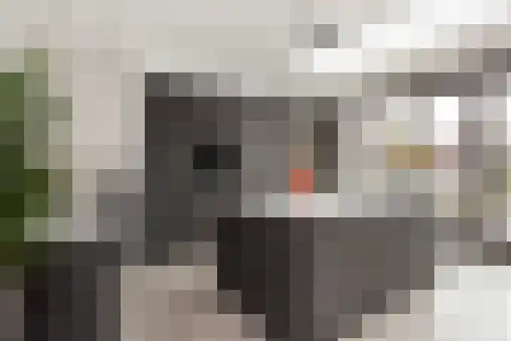 Vlaserf 8 Hoef en Haag thumbnail 8