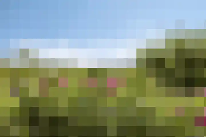 Vlaskam 16 Zevenbergschen Hoek thumbnail 34