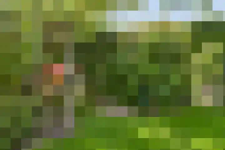 Vlaskam 16 Zevenbergschen Hoek thumbnail 35
