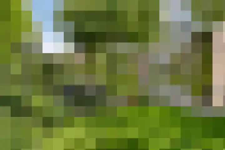 Vlaskam 16 Zevenbergschen Hoek thumbnail 4