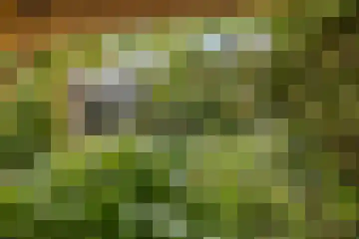 Vlaskam 16 Zevenbergschen Hoek thumbnail 40