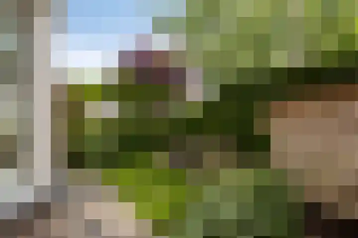 Vlaskam 16 Zevenbergschen Hoek thumbnail 42