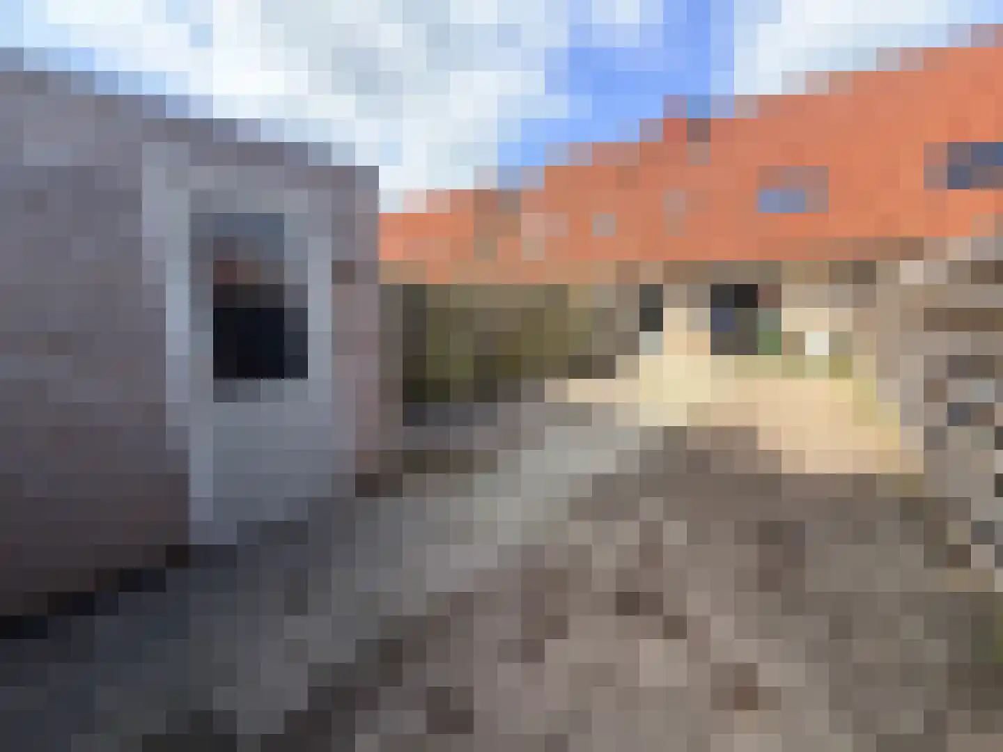 Vlaskruid 35 Zeewolde thumbnail 17
