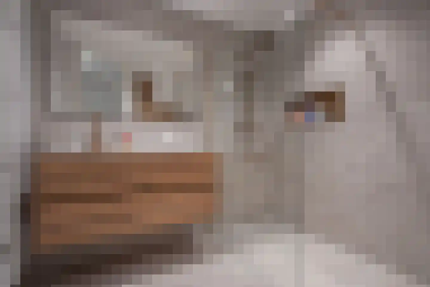 Vlasrootsingel 9 Heythuysen thumbnail 14