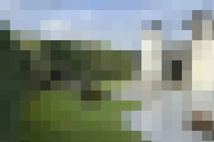 Vlasselt 13 Zevenbergen thumbnail 53